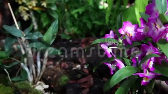 紫罗兰兰的花视频的预览图