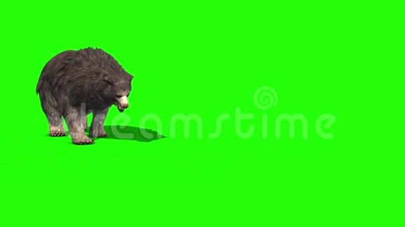 灰熊熊海滩绿色屏幕三维渲染动画视频的预览图