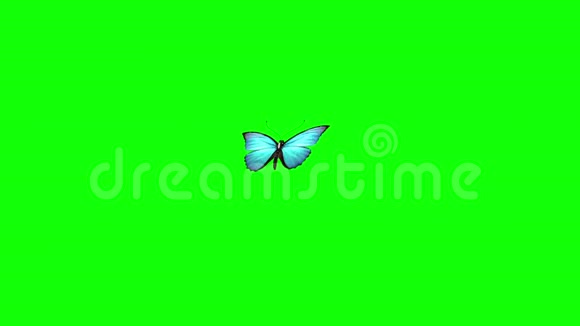 蓝蝴蝶飞绿屏3D渲染动画视频的预览图