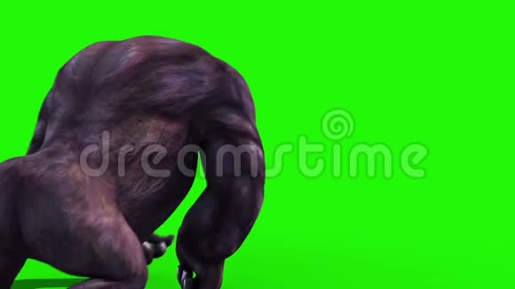 大猩猩走回绿屏3D渲染动画视频的预览图