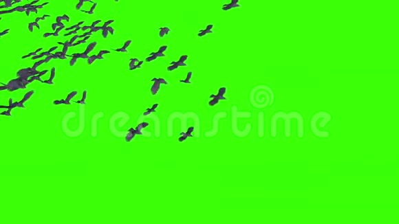 雀鸟绿屏3D渲染动画视频的预览图