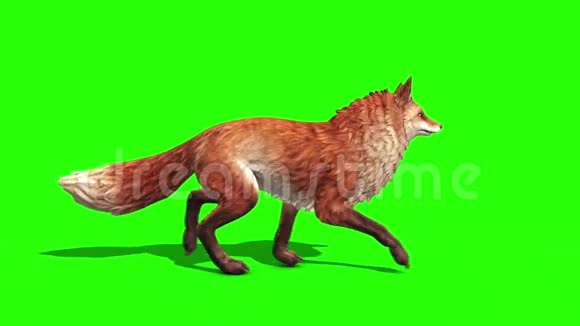 狐步车侧绿屏3D渲染动画动物视频的预览图