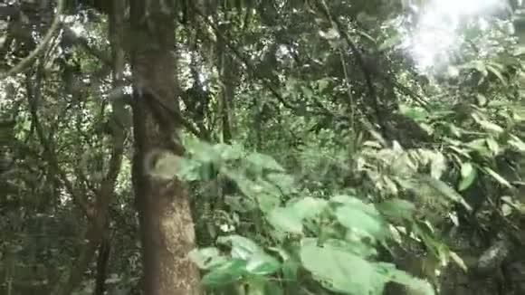 森林中的黑猩猩在树下爬视频的预览图