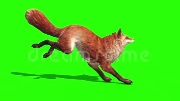 狐狸循环侧绿色屏幕三维渲染动画动物视频的预览图