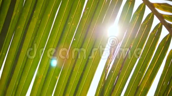在天堂海滩的阳光下关闭绿色椰子棕榈叶暑假旅游假期背景视频的预览图