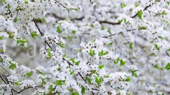 白色盛开的春天果树纹理视频的预览图