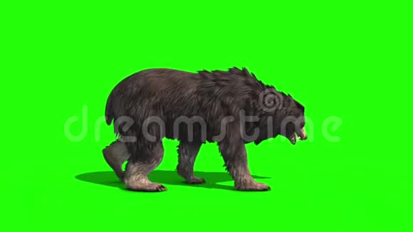灰熊熊行动圈侧面绿色屏幕3D渲染动画视频的预览图