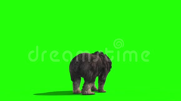 灰熊咆哮攻击后绿色屏幕三维渲染动画视频的预览图