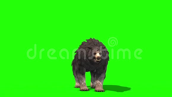 灰熊咆哮攻击前绿色屏幕3D渲染动画视频的预览图