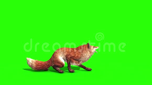 狐狸攻击侧绿屏3D动画动物视频的预览图