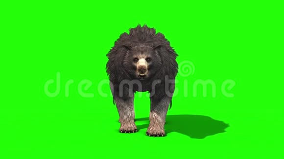 灰熊山梨Dies正面绿色屏幕3D渲染动画视频的预览图