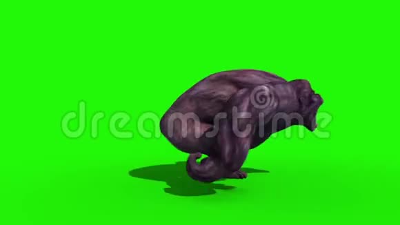 大猩猩跑静态侧动物三维渲染绿色屏幕动画视频的预览图