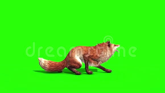狐狸侧绿色屏幕3D渲染动画动物视频的预览图