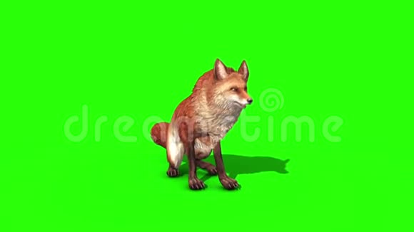 狐狸闲置前绿色屏幕三维渲染动画动物视频的预览图