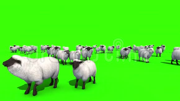 羊群绿屏三维渲染动画视频的预览图