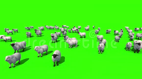 绵羊顶绿幕三维渲染动画视频的预览图