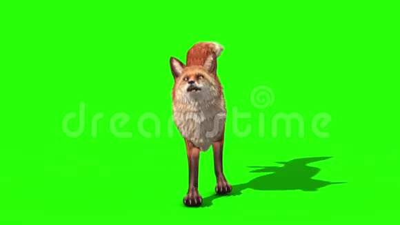 福克斯Runcycle前绿色屏幕3D动画动物视频的预览图