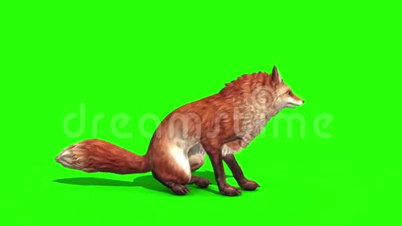 狐狸闲置侧绿色屏幕三维渲染动画动物视频的预览图