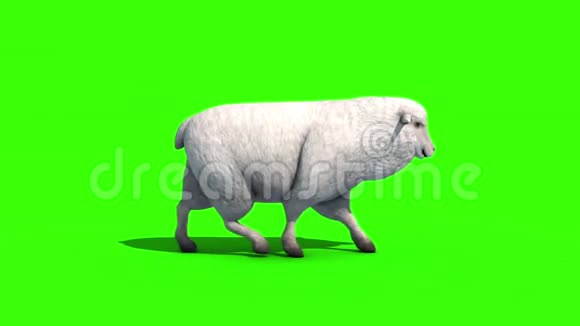 羊行走圈侧绿幕3D渲染动画视频的预览图