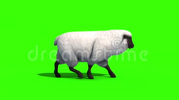 黑羊行走周期侧绿屏3D渲染动画视频的预览图