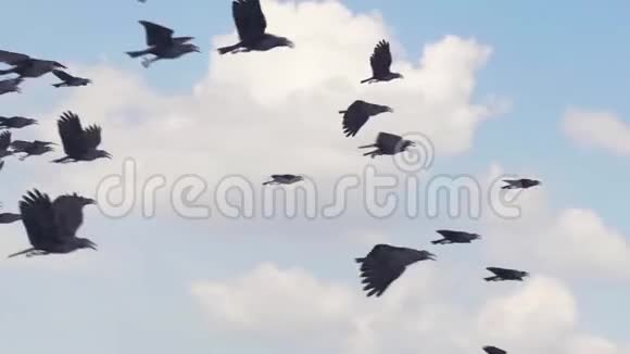 雀鸟动画背景三维渲染动画视频的预览图