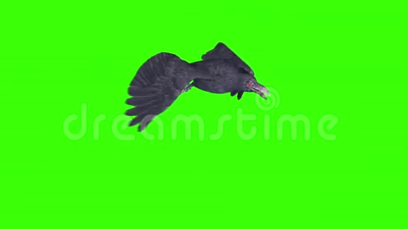 乌鸦飞圈动物鸟绿色屏幕3D渲染动画视频的预览图
