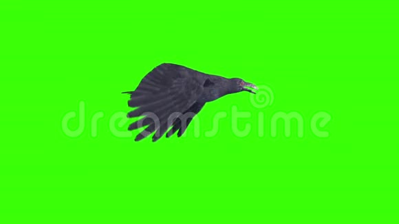 乌鸦飞圈动物鸟边绿幕3D渲染动画视频的预览图