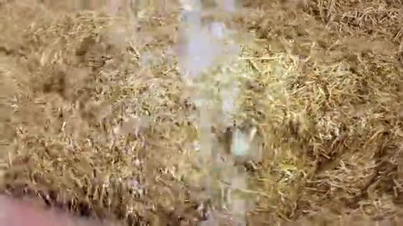 农场里的干草畜牧场农业产业视频的预览图