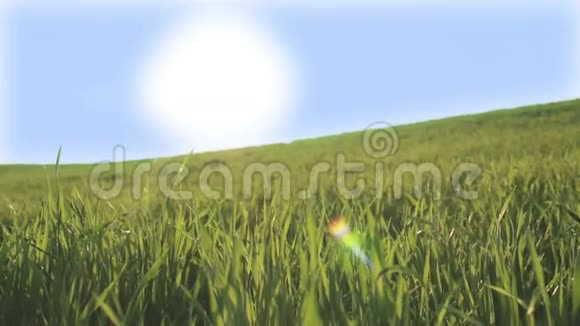 孩子们正沿着绿色的草地走向灿烂的太阳青翠的春田下一片蓝天视频的预览图