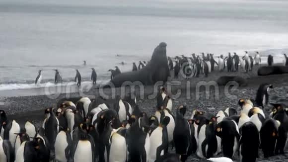 南极洲福克兰群岛海岸线上企鹅的巨型海豹视频的预览图