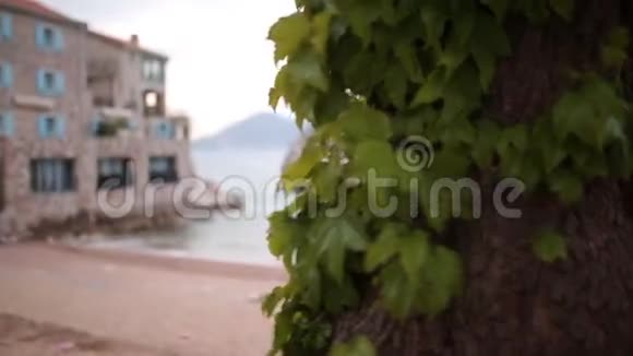 黑山普雷兹诺海滩日光浴床和海滩上的雨伞视频的预览图