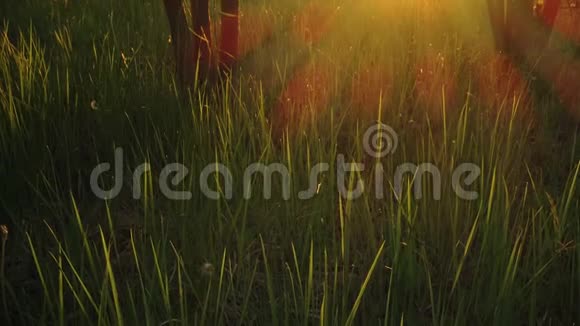 日落或日出时森林中的草阳光穿透绿树视频的预览图
