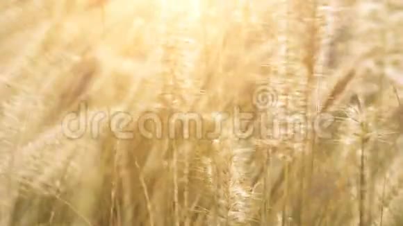 干草在阳光下随风摇曳视频的预览图