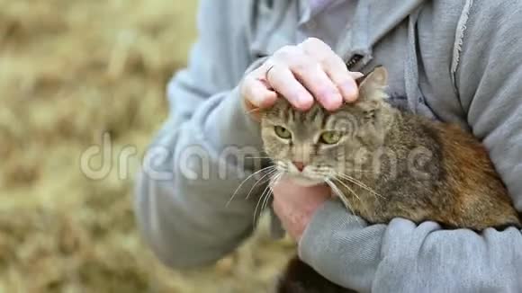 男人抚摸猫可爱的头一只手捧着快乐的猫视频的预览图