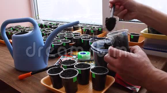 园丁把土壤放进容器里正在播种胡椒种子视频的预览图