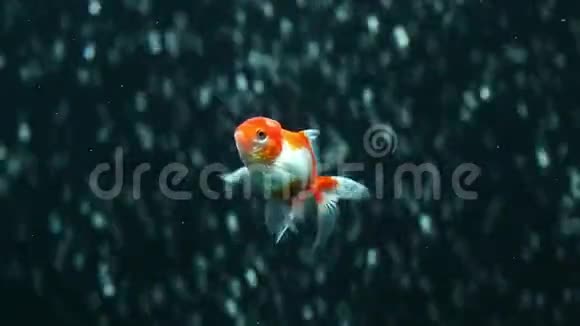 红奥兰达金鱼视频的预览图