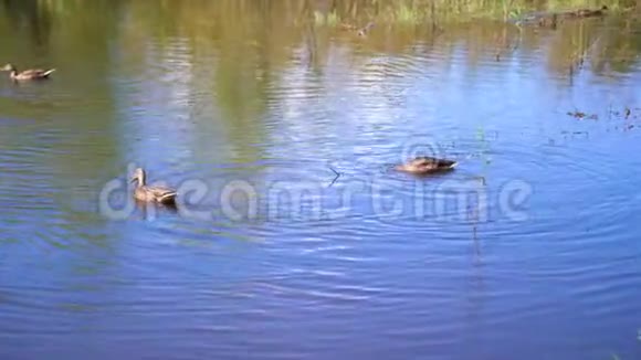 公园里的一个小湖野鸭在湖上游泳湖水中天空和树木的倒影A视频的预览图