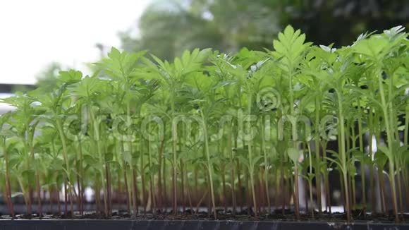 拯救地球拯救生命植树视频的预览图