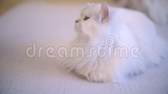 猫一边躺着一边享受女人一边梳理雪白猫毛视频的预览图