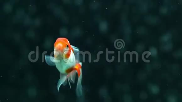 红奥兰达金鱼视频的预览图