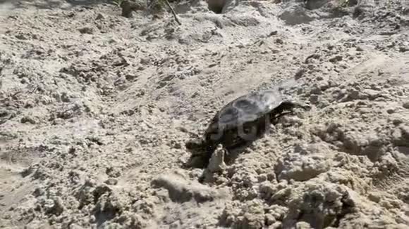 小海龟在沙滩上爬行跳进河里慢动作视频的预览图