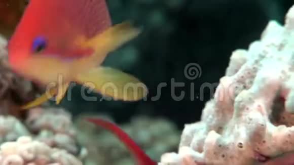 红海海底珊瑚中神奇鲈鱼学校的特写视频的预览图
