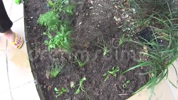 浇水草本植物视频的预览图