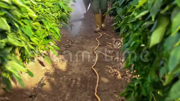 人工林熏蒸温室辣椒植物视频的预览图
