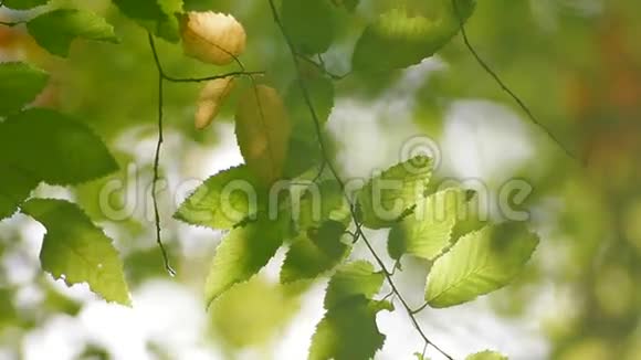 科里勒斯灌木的叶子视频的预览图