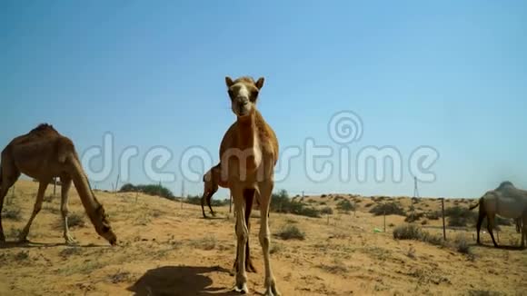 骆驼靠近镜头神情挑衅地跑开位于阿联酋穿越沙漠的道路附近视频的预览图