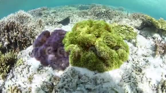 印度尼西亚的小丑鱼和海葵视频的预览图
