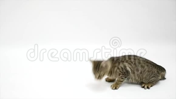 猫带着白色的背景跑开了视频的预览图