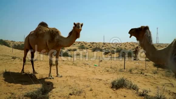 骆驼靠近镜头神情挑衅地跑开位于阿联酋穿越沙漠的道路附近视频的预览图