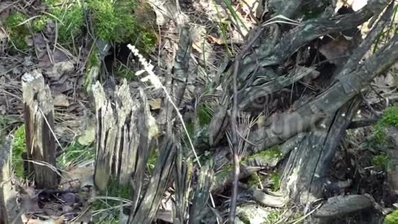 森林中古老苔藓和树桩的全景特写镜头视频的预览图